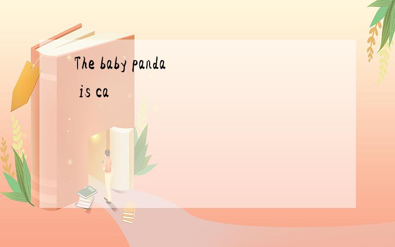 The baby panda is ca