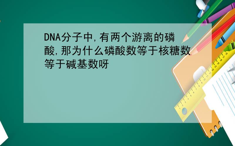 DNA分子中,有两个游离的磷酸,那为什么磷酸数等于核糖数等于碱基数呀