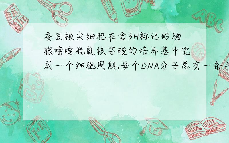 蚕豆根尖细胞在含3H标记的胸腺嘧啶脱氧核苷酸的培养基中完成一个细胞周期,每个DNA分子总有一条单链被标记