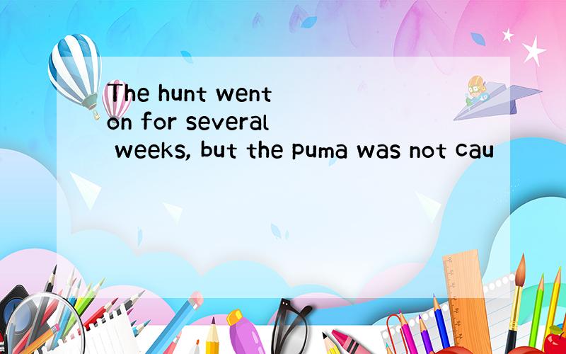 The hunt went on for several weeks, but the puma was not cau