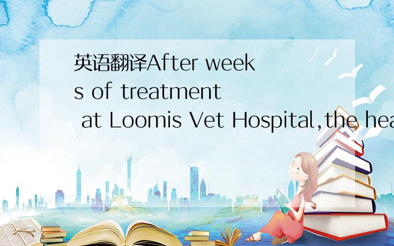 英语翻译After weeks of treatment at Loomis Vet Hospital,the heal