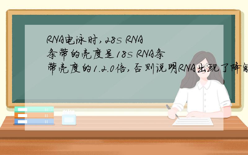 RNA电泳时,28s RNA条带的亮度是18s RNA条带亮度的1.2.0倍,否则说明RNA出现了降解,这是为什么?