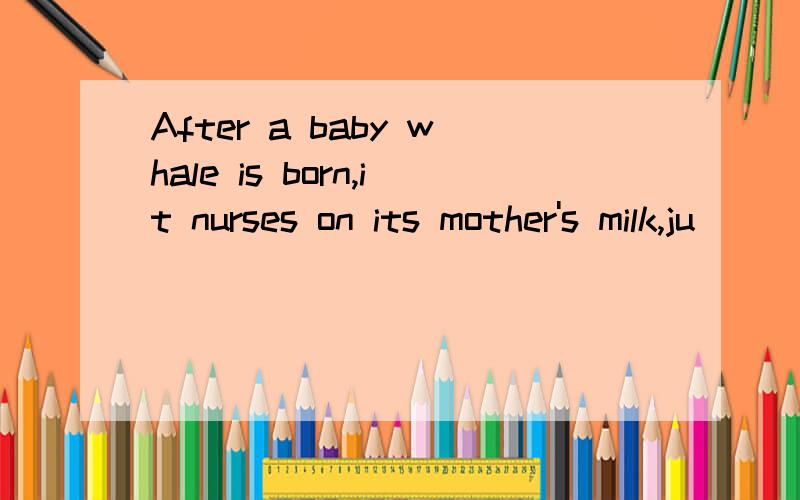 After a baby whale is born,it nurses on its mother's milk,ju