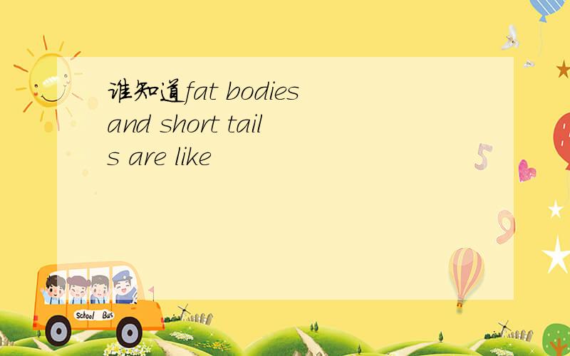 谁知道fat bodies and short tails are like
